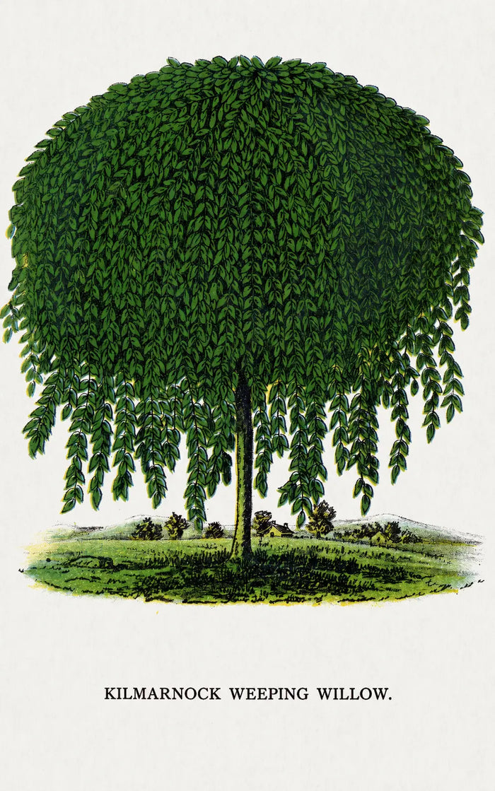 Kilmarnock Weeping Willow Print, Vintage Botanical Tree Wall Art, Antique Nature Illustration, Cottagecore Garden Decor