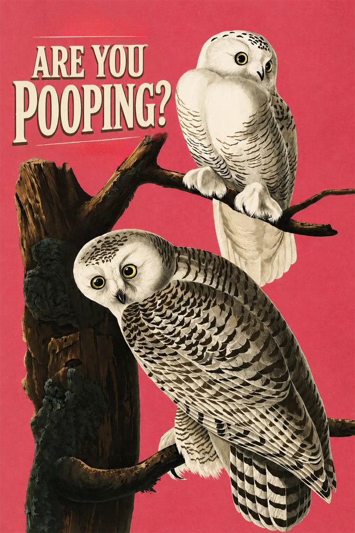 Funny Snowy Owl Wall Art, Are You Pooping Bathroom Poster, Pink Bird Print