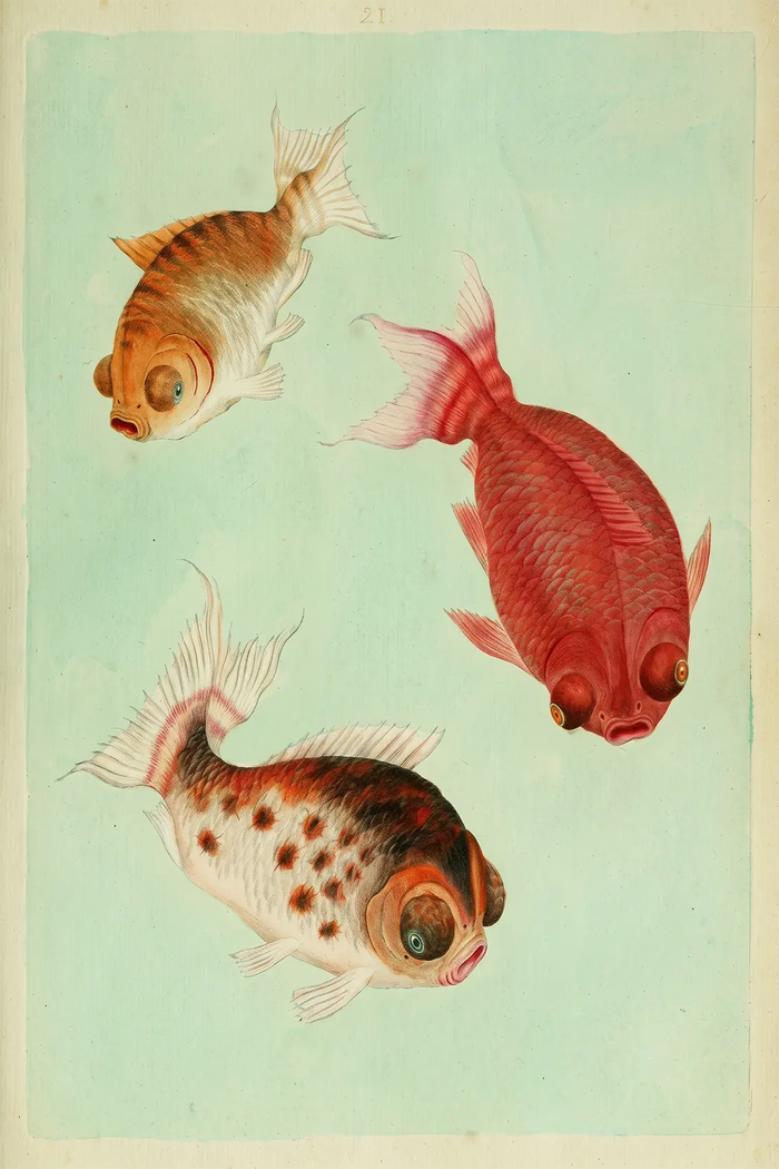 Vintage Goldfish Poster Print, Antique Chinese Dragon Eye Fish Wall Art, Japanese Aesthetic Marine Life Painting
