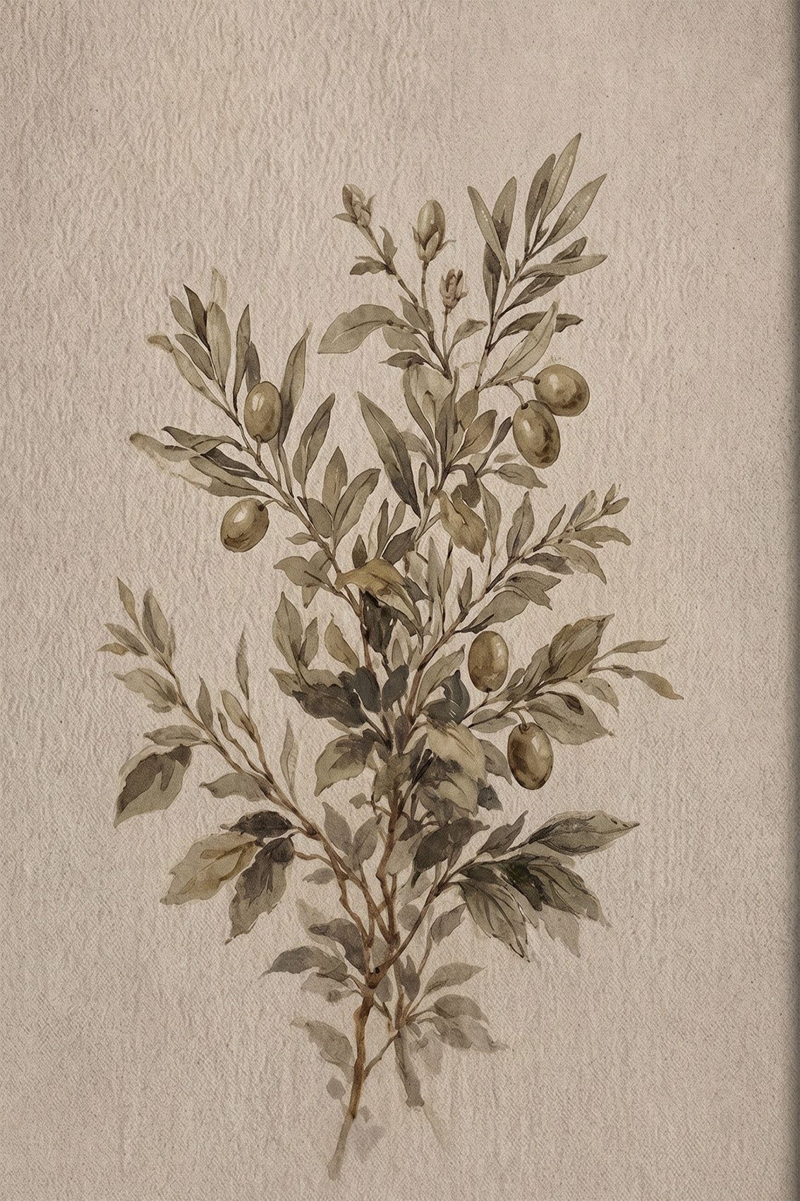 Artwork vintage olive branch Mediterranean botanical canvas print