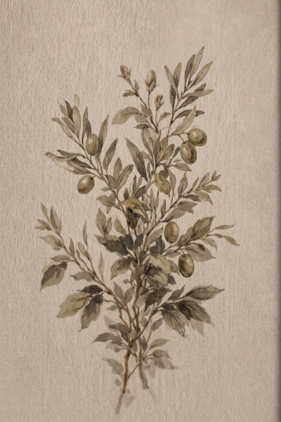 Artwork vintage olive branch Mediterranean botanical canvas print
