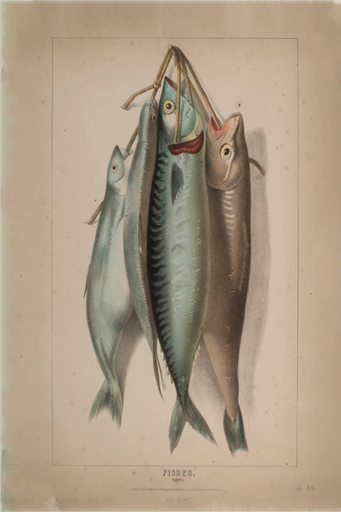 Antique Fish Illustration Print,Vintage