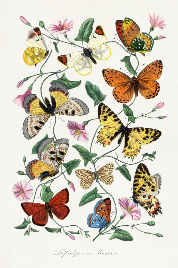 Butterflies of Le Jardin des Plantes by Paul Gervais