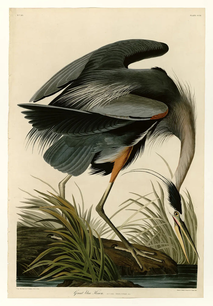 Audubon Blue Heron Canvas Art, Vintage Botanical Bird Print