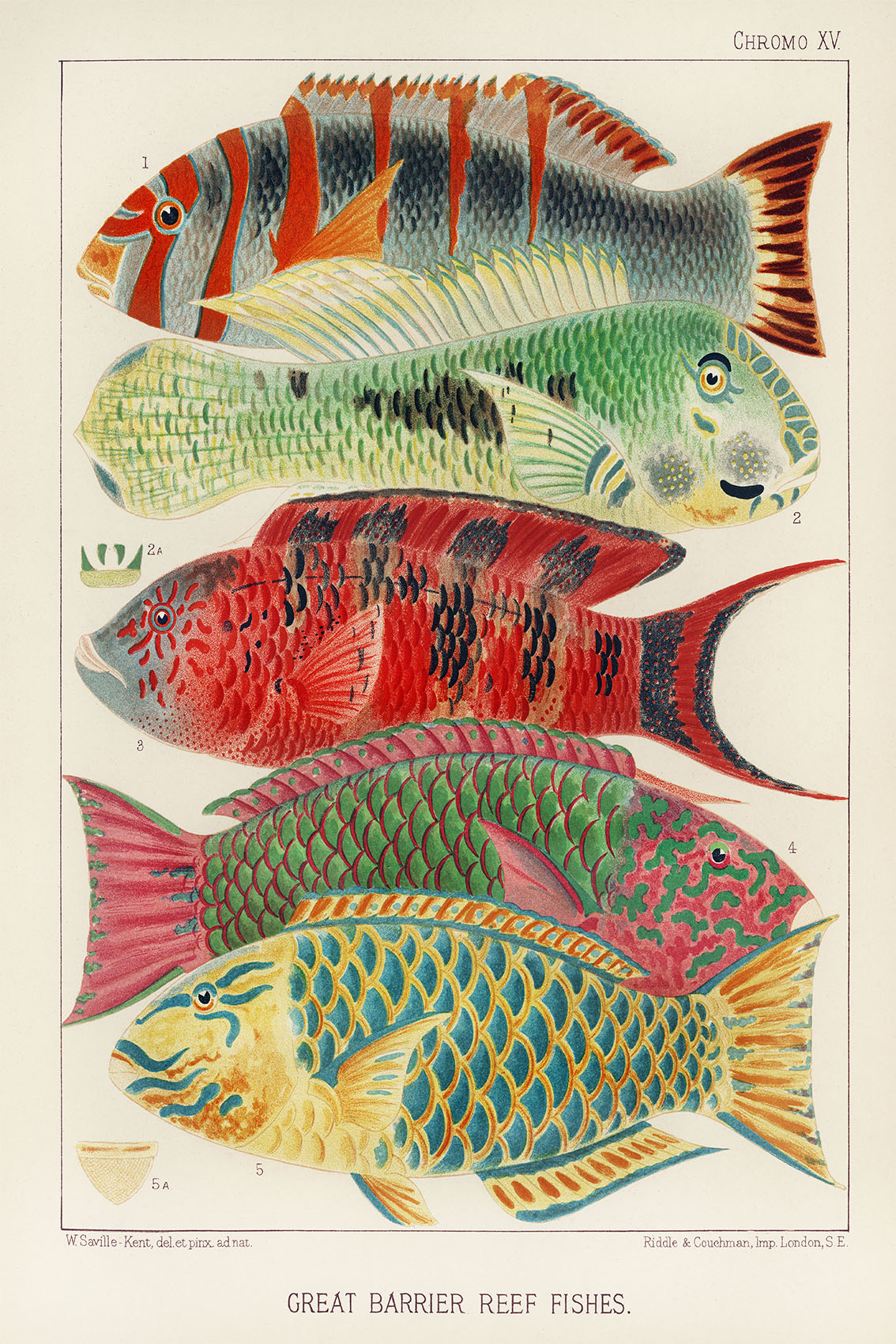Vintage Barrier Reef Fishes Illustration Canvas Art Print