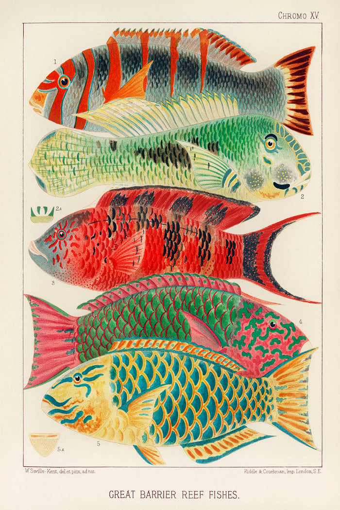 Vintage Barrier Reef Fishes Illustration Canvas Art Print