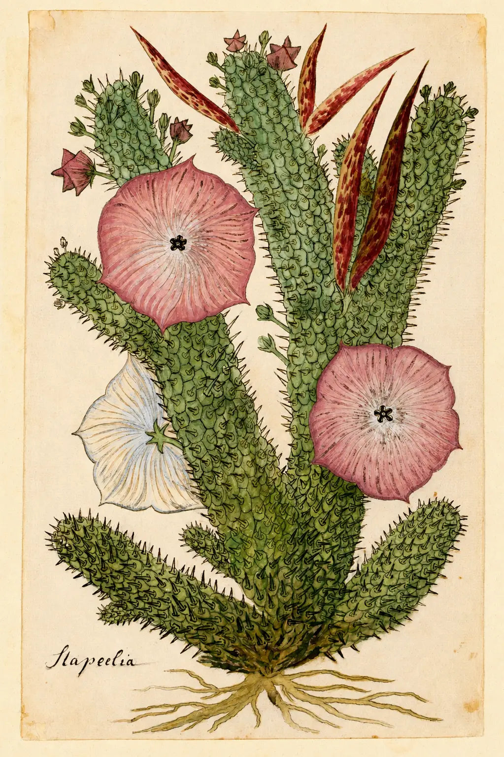 Hoodia Gordonii Botanical Print,Bushman's Hat Cactus