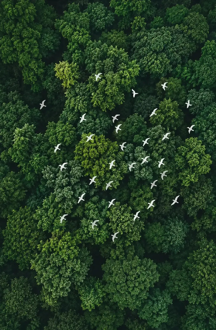 White Birds Over Emerald Forest Canvas