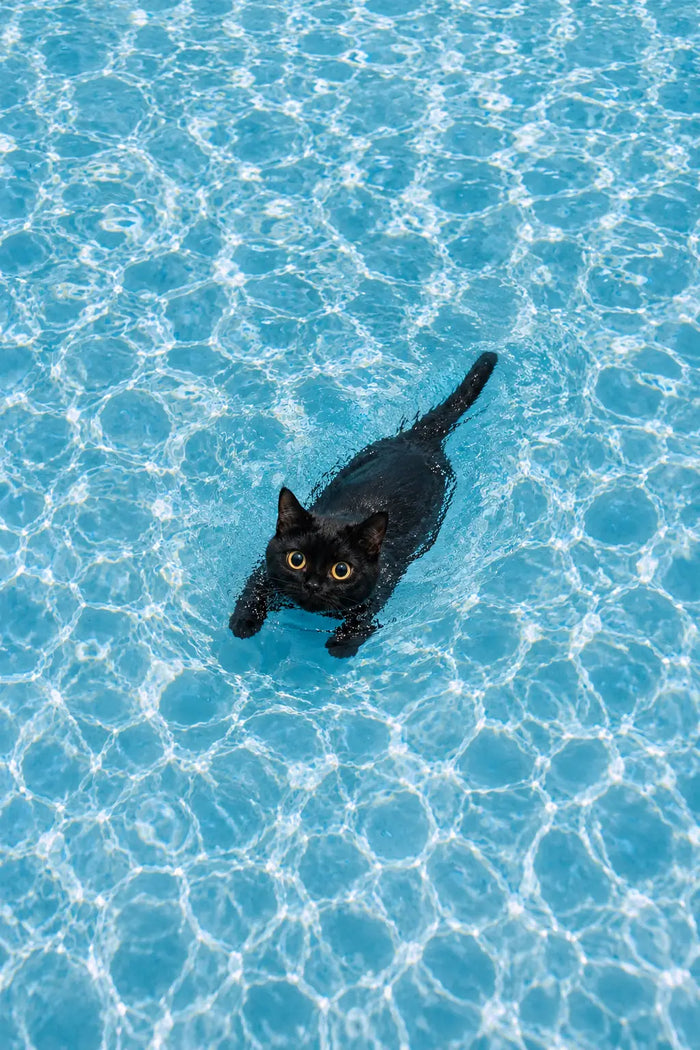 Black Cat Swimming Pool Canvas Art Print