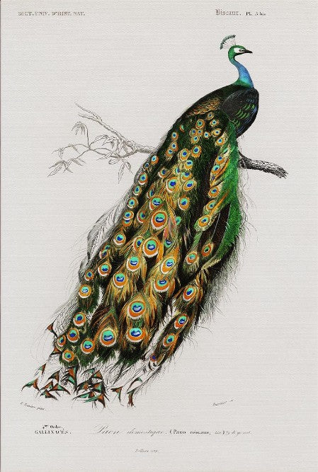 Indian peafowl (Pavo Cristatus) illustrated by Charles Dessalines D' Orbigny (1806-1876)