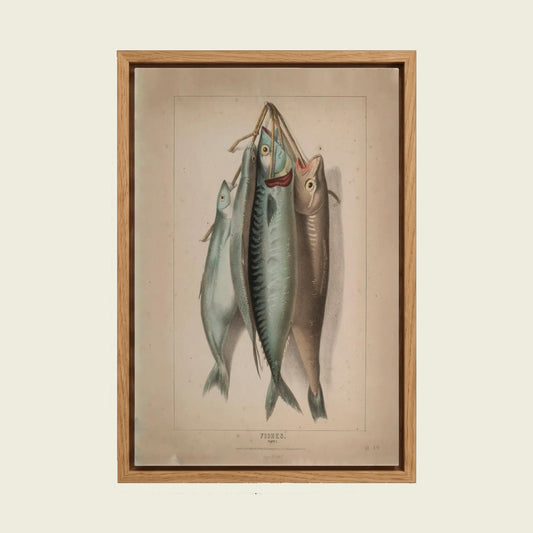 Antique Fish Illustration canvas wall art in a floating oak frame