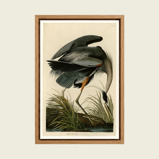 Great Blue Heron by John James Audubon canvas wall art in a floating oak frame