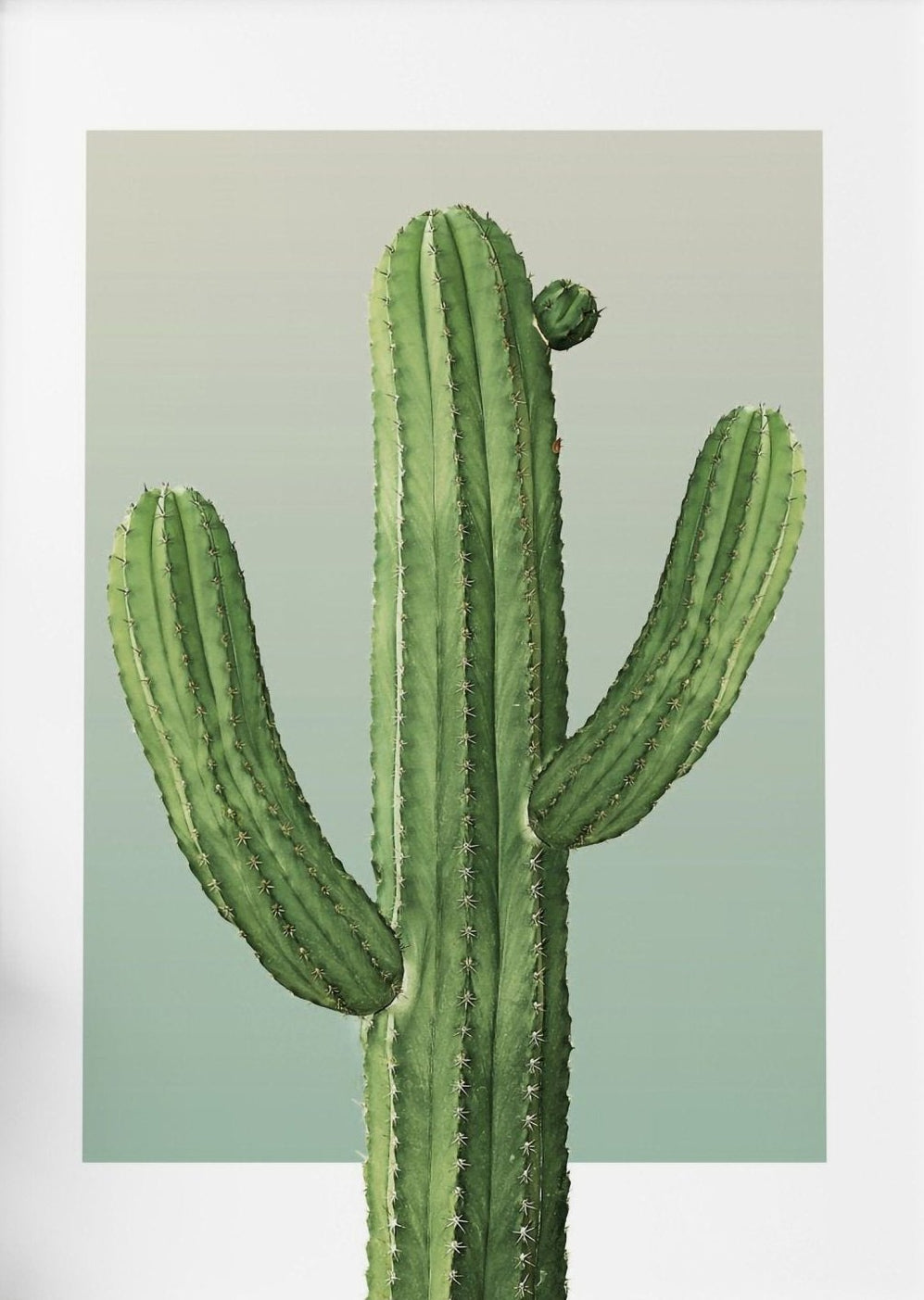 Minimal Green Cactus Botanical Wall Art