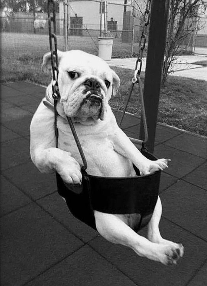 Bulldog Funny Canvas Photograpy Art Canvas Wall Art