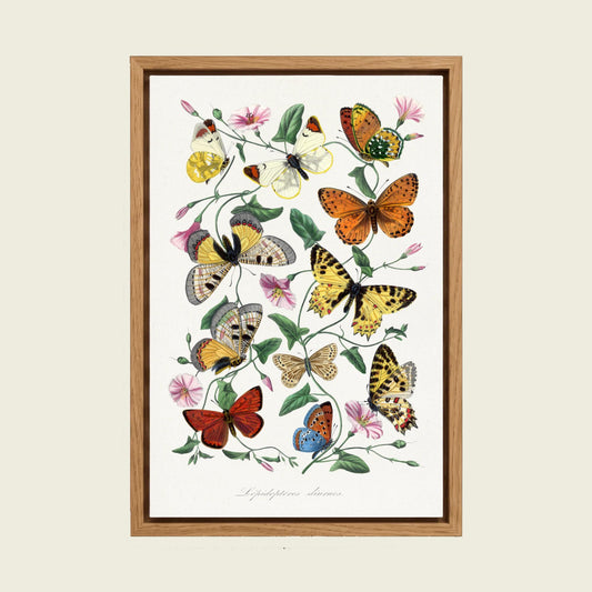 Butterflies of Le Jardin des Plantes by Paul Gervais canvas wall art in a floating oak frame