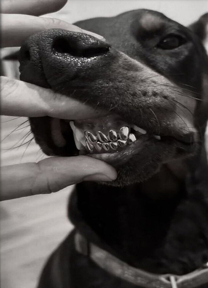 Doberman Grillz Black and White Canvas Wall Art
