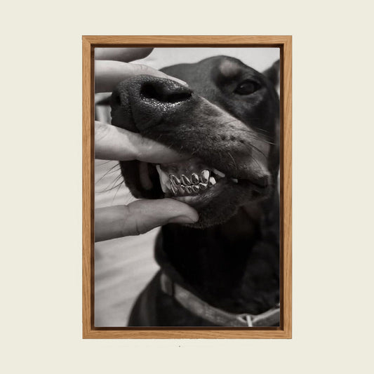 Doberman with Grillz canvas wall art in a floating oak frame
