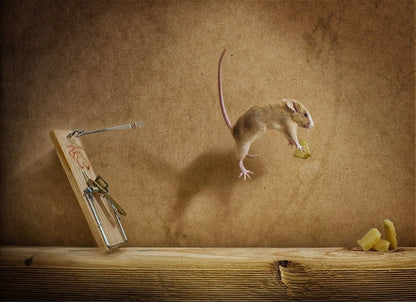 Artwork Funny Animal Canvas Art - Canvasworkshop