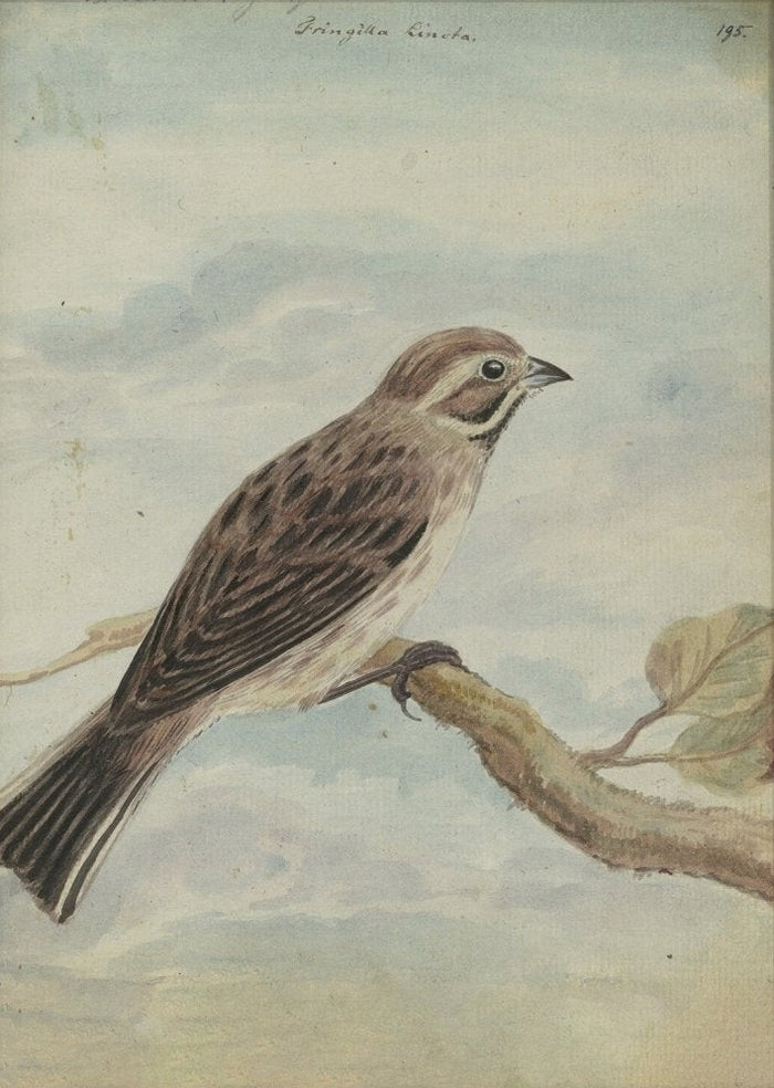 Fringilla Cincta Vintage Bird Canvas Wall Art