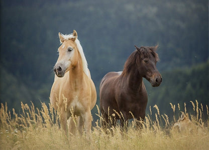 Artwork Horse Canvas Wall Art Decor - Canvasworkshop