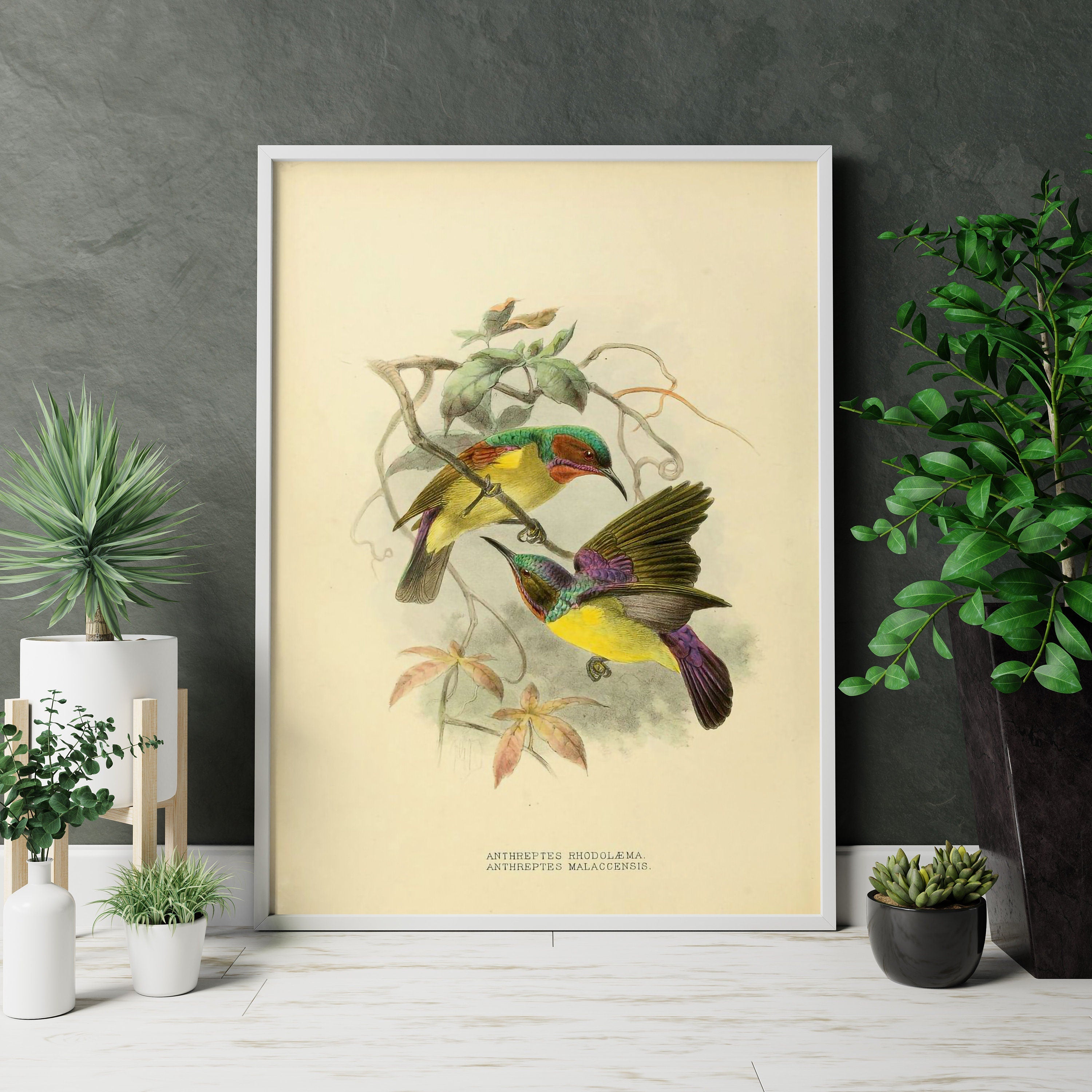 Vintage Bird Home Canvas  Poster