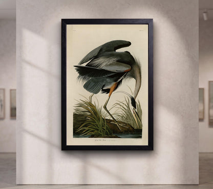 Audubon Blue Heron Canvas Art, Vintage Botanical Bird Print