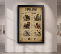 Native Birds of the United States | Vintage