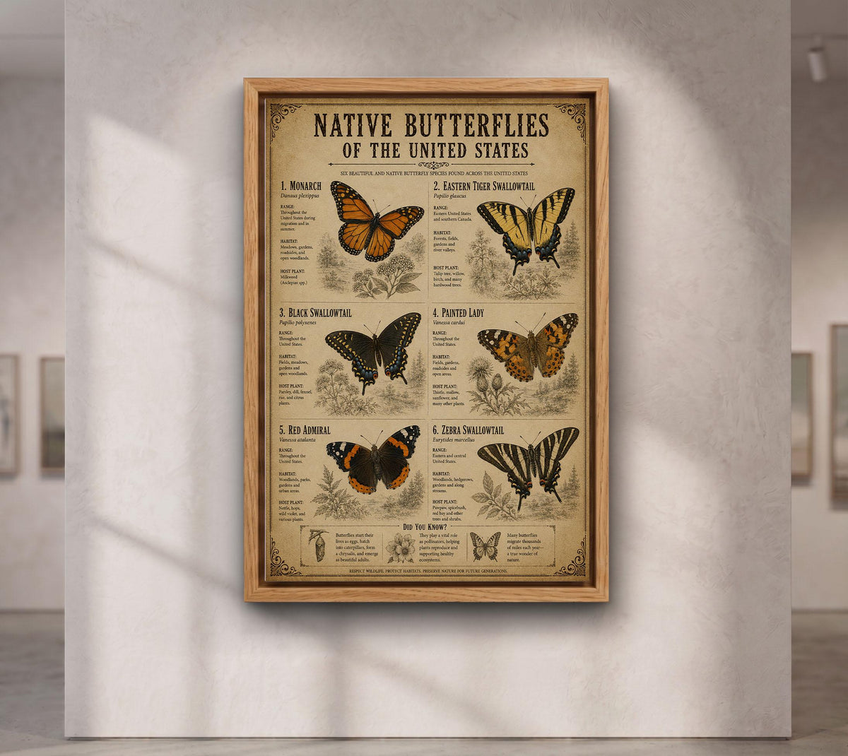 Native Butterflies of the United States | Vintage