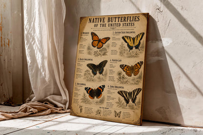Native Butterflies of the United States | Vintage