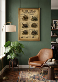 Native Turtles of the United States | Vintage