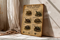 Native Turtles of the United States | Vintage