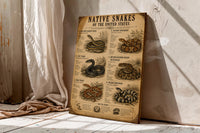 Native Snakes of the United States | Vintage