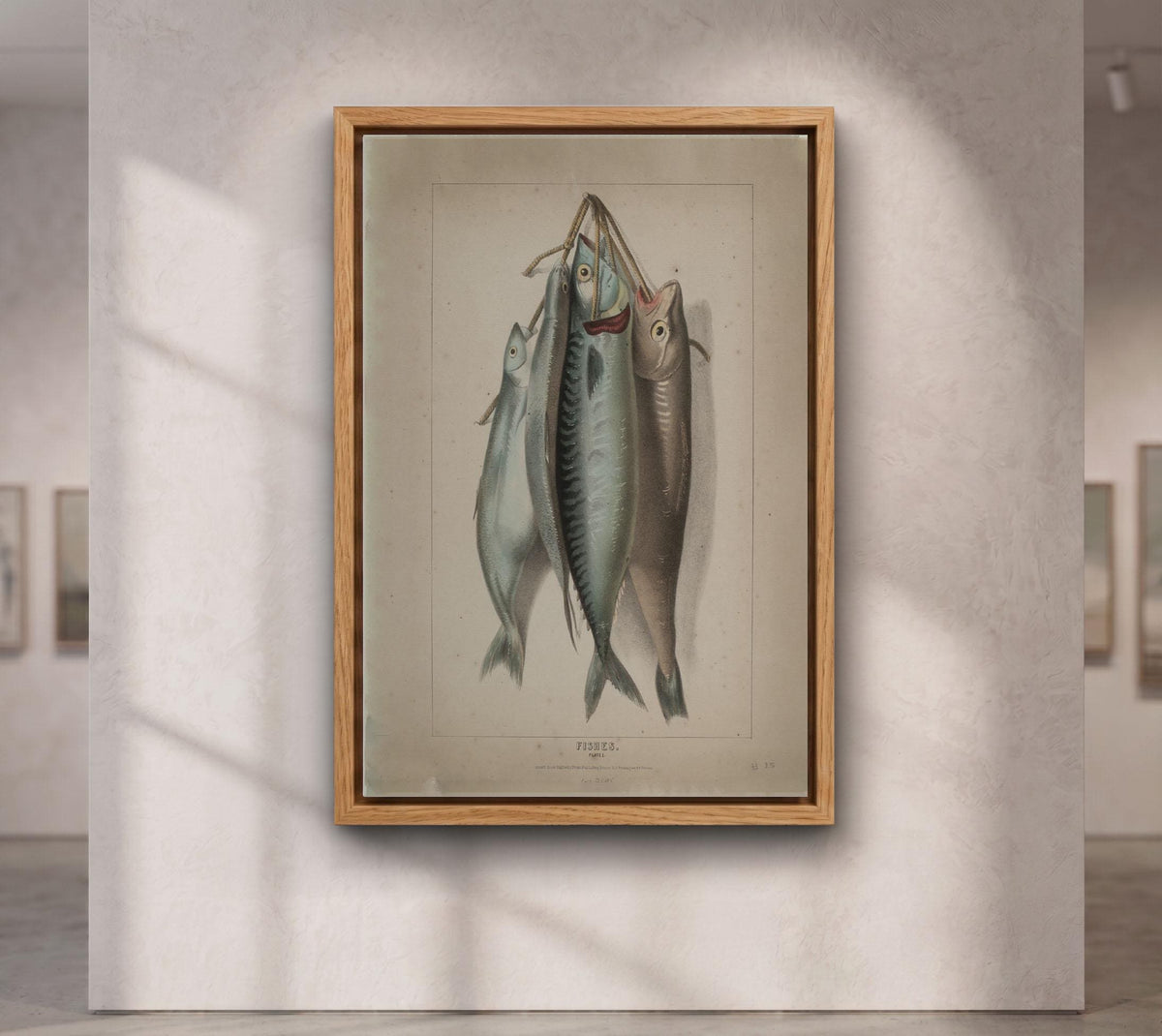 Antique Fish Illustration Print,Vintage