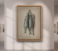 Antique Fish Illustration Print,Vintage