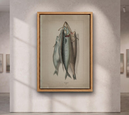 Antique Fish Illustration Print,Vintage