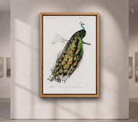 Indian peafowl (Pavo Cristatus) illustrated by Charles Dessalines D' Orbigny (1806-1876)