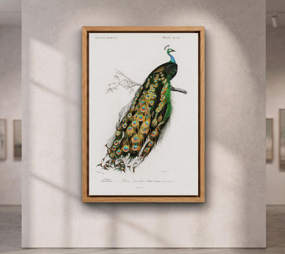 Indian peafowl (Pavo Cristatus) illustrated by Charles Dessalines D' Orbigny (1806-1876)