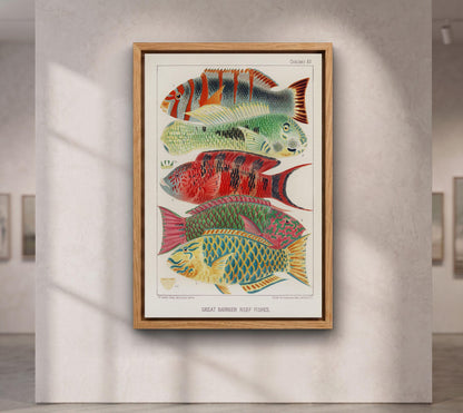 Vintage Barrier Reef Fishes Illustration Canvas Art Print