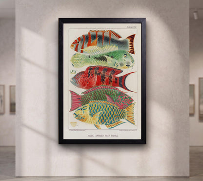 Vintage Barrier Reef Fishes Illustration Canvas Art Print