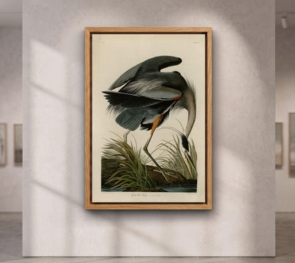 Audubon Blue Heron Canvas Art, Vintage Botanical Bird Print