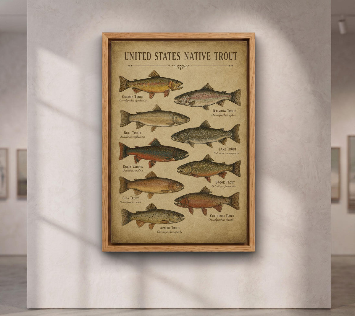 Vintage Trout Fish Identification Print