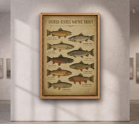 Vintage Trout Fish Identification Print