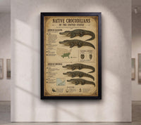 Native Crocodilians of the United States | Vintage