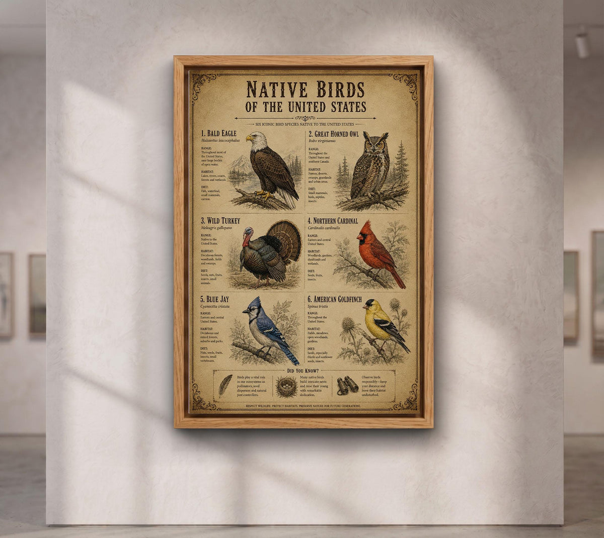Native Birds of the United States | Vintage