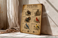 Native Birds of the United States | Vintage