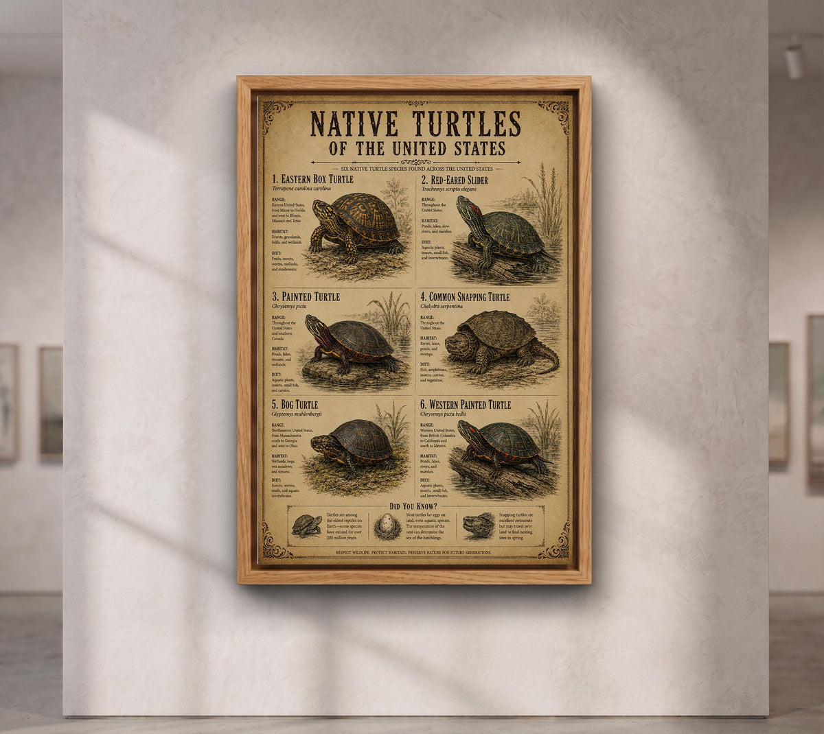 Native Turtles of the United States | Vintage