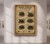 Native Turtles of the United States | Vintage