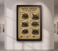 Native Turtles of the United States | Vintage