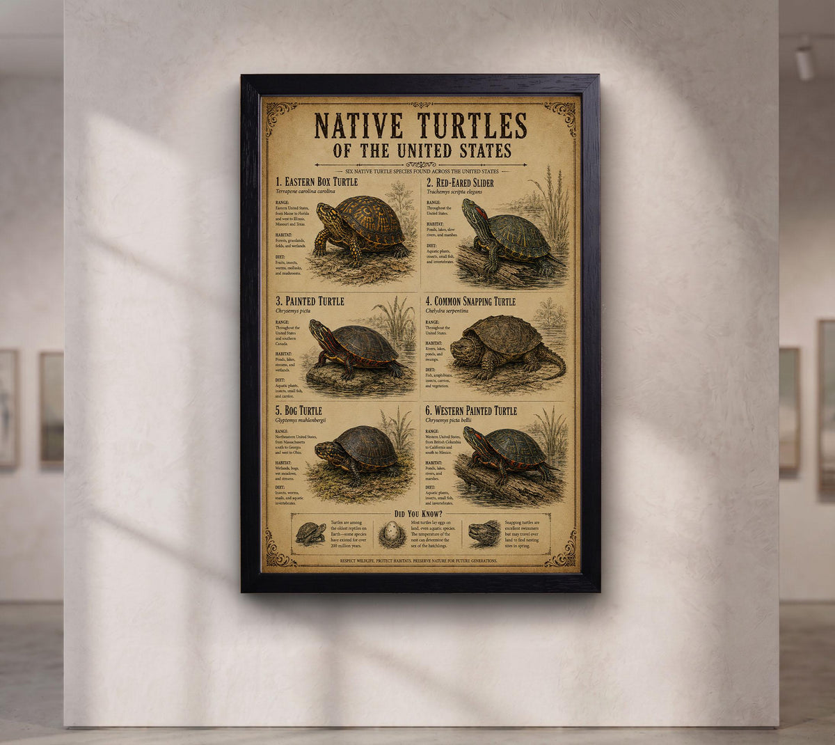 Native Turtles of the United States | Vintage