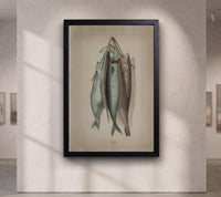 Antique Fish Illustration Print,Vintage